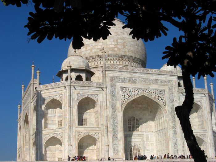 taj under tree