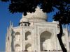 taj under tree