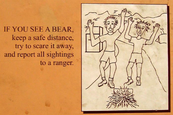 If you see a bear...