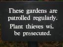 plant thieves