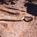 square root P1010046.JPG