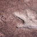 P1010127 dino track.JPG