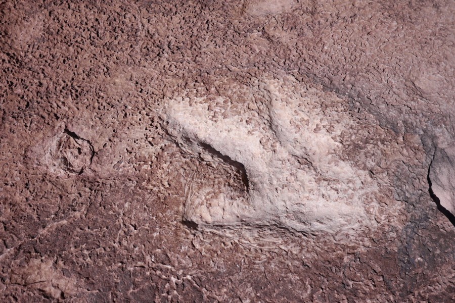 P1010127 dino track.JPG