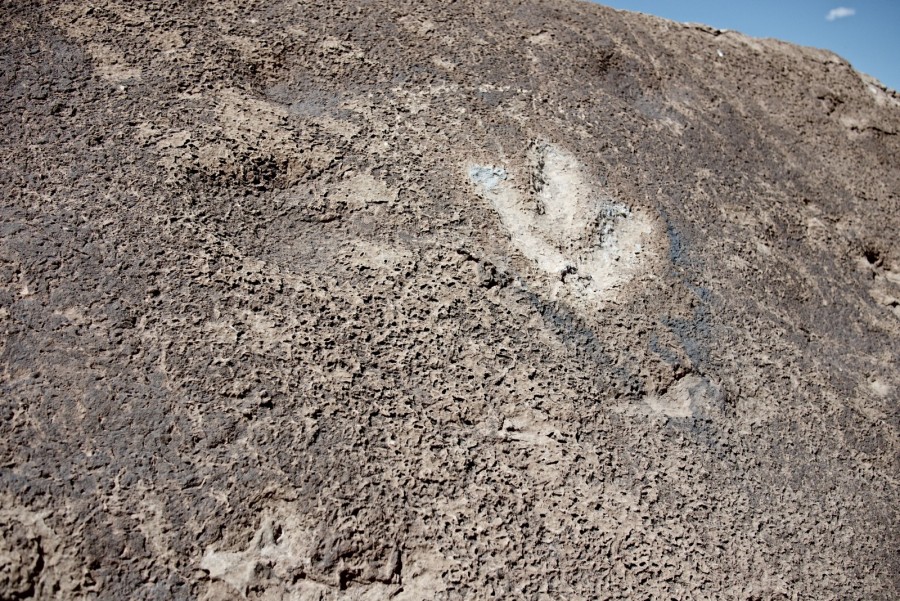 dino tracks P1010128