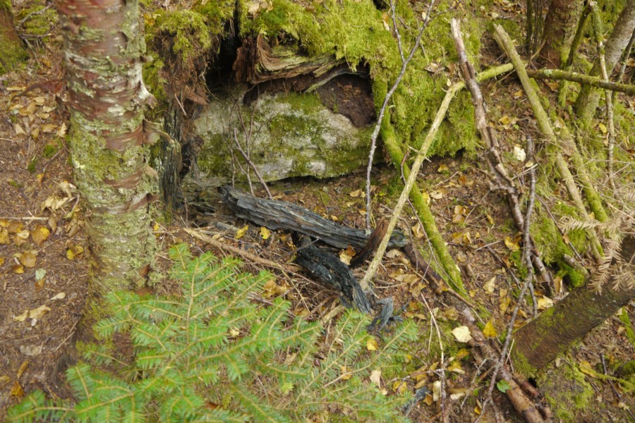 Blue Wood - 1