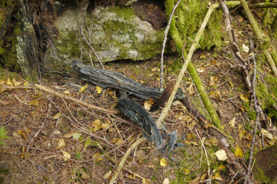 Blue Wood - 2