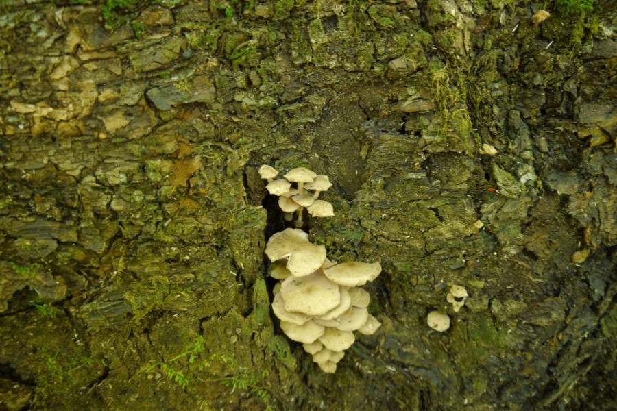 P1040118