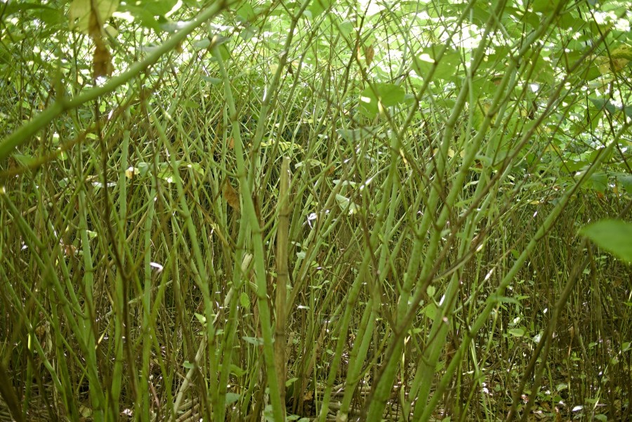 P1010420 Leaf Canopy
