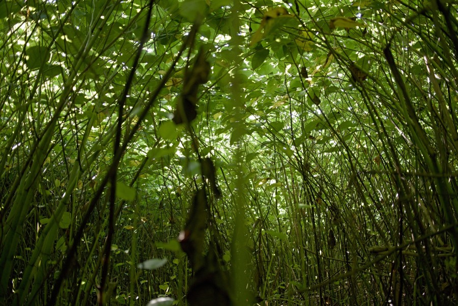 P1010424 Leaf Canopy