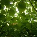 P1010423 Leaf Canopy