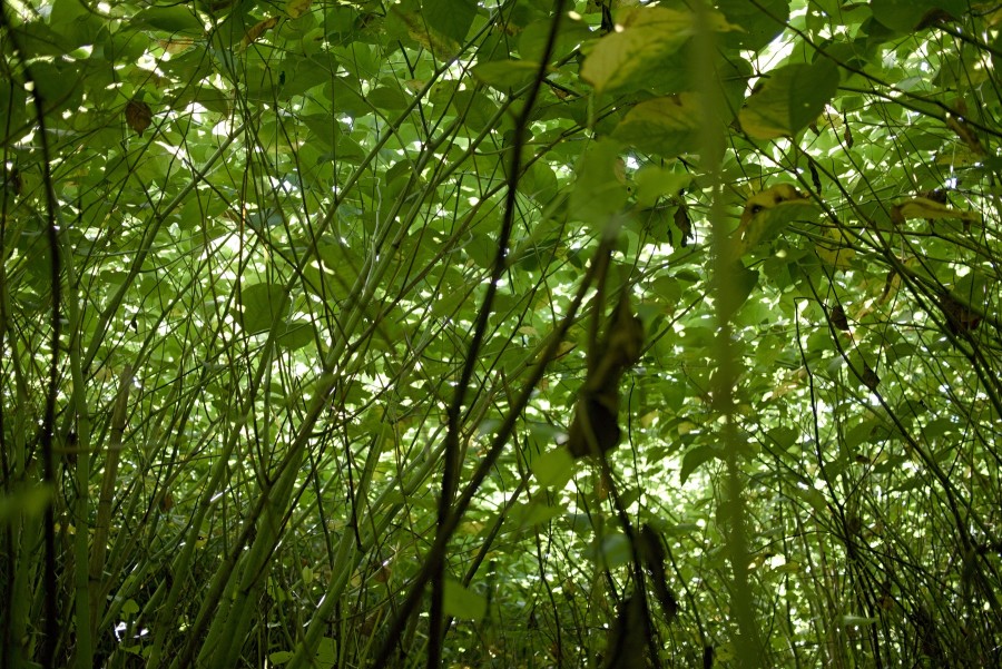 P1010426 Leaf Canopy
