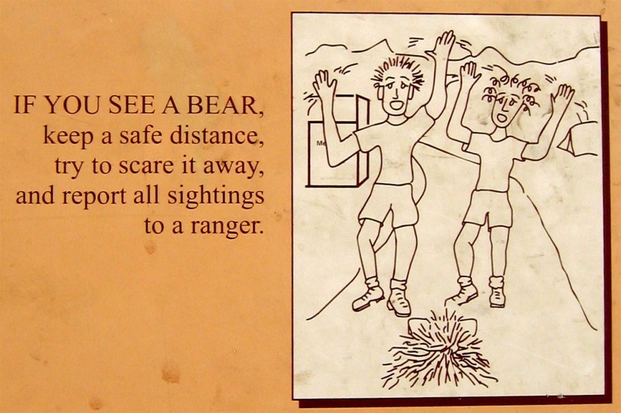 If you see a bear...